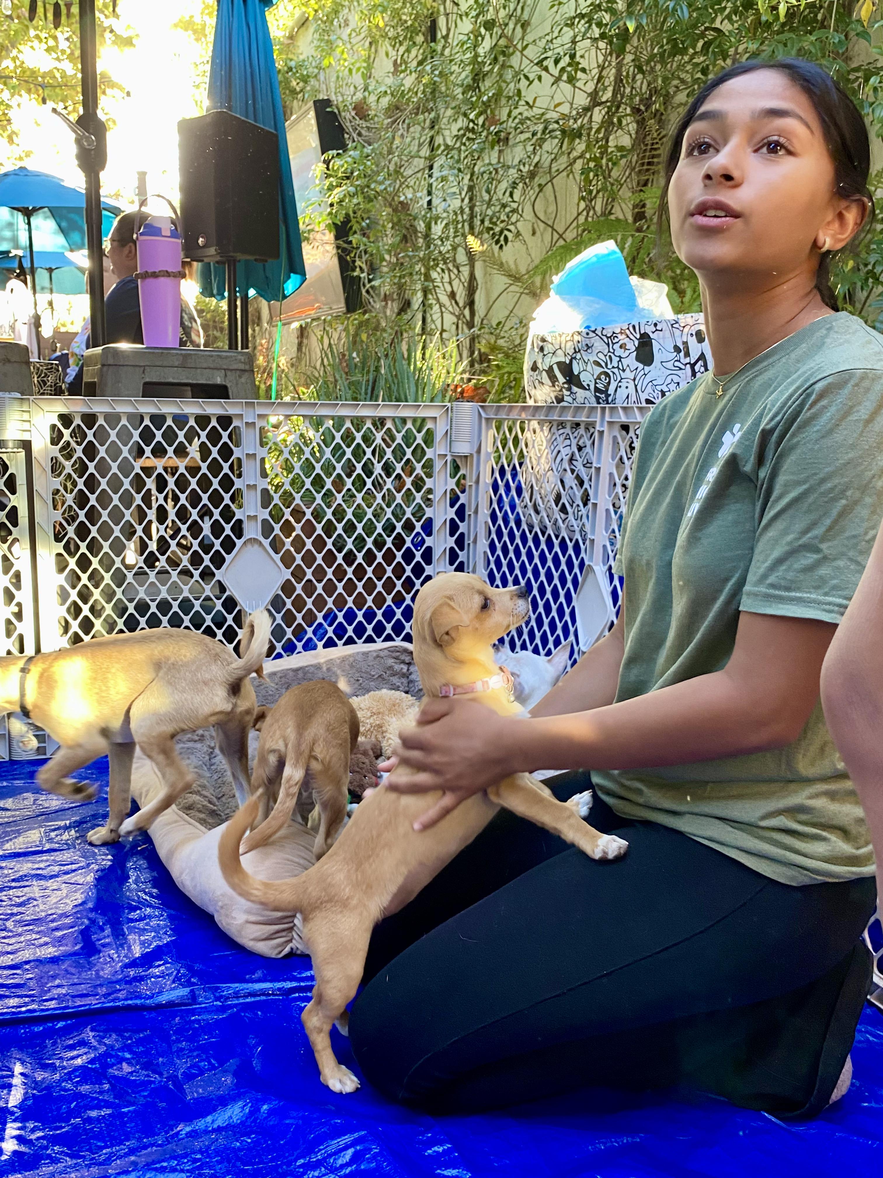 Enlarge Pumpkin, a Adoptable mixed breed in clayton , CA image 6/6