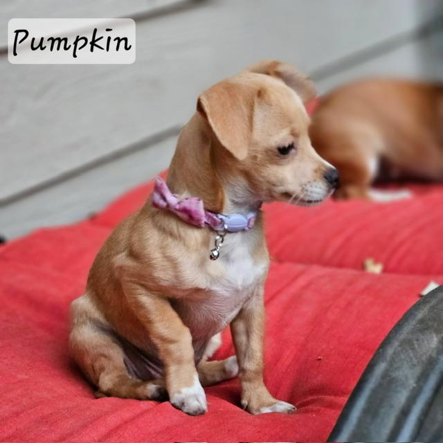 Enlarge Pumpkin, a Adoptable mixed breed in clayton , CA image 4/6