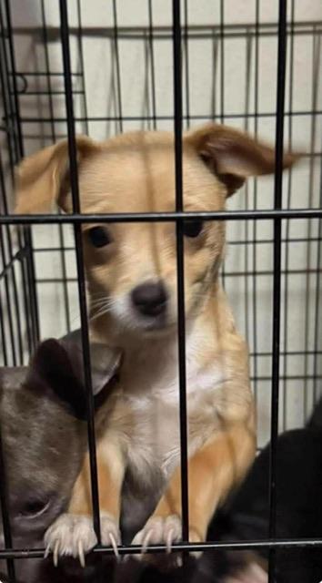 Enlarge Pumpkin, a Adoptable mixed breed in clayton , CA image 5/6