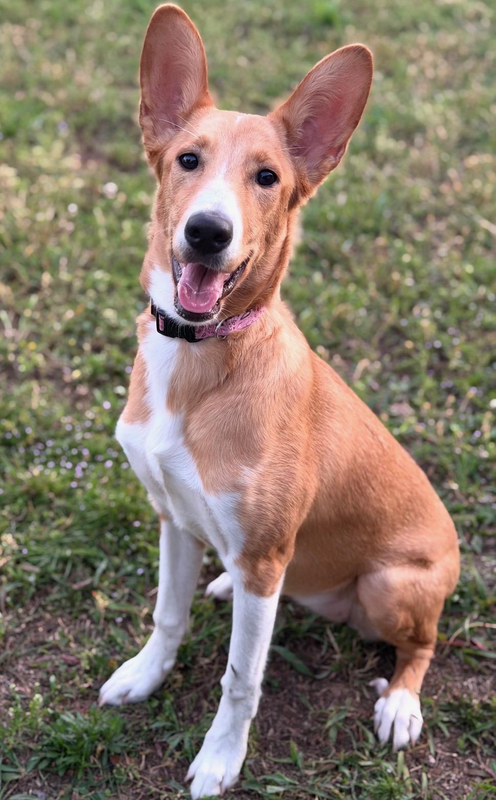 Sandy, Adoptable, Young Female Basenji & Shepherd.