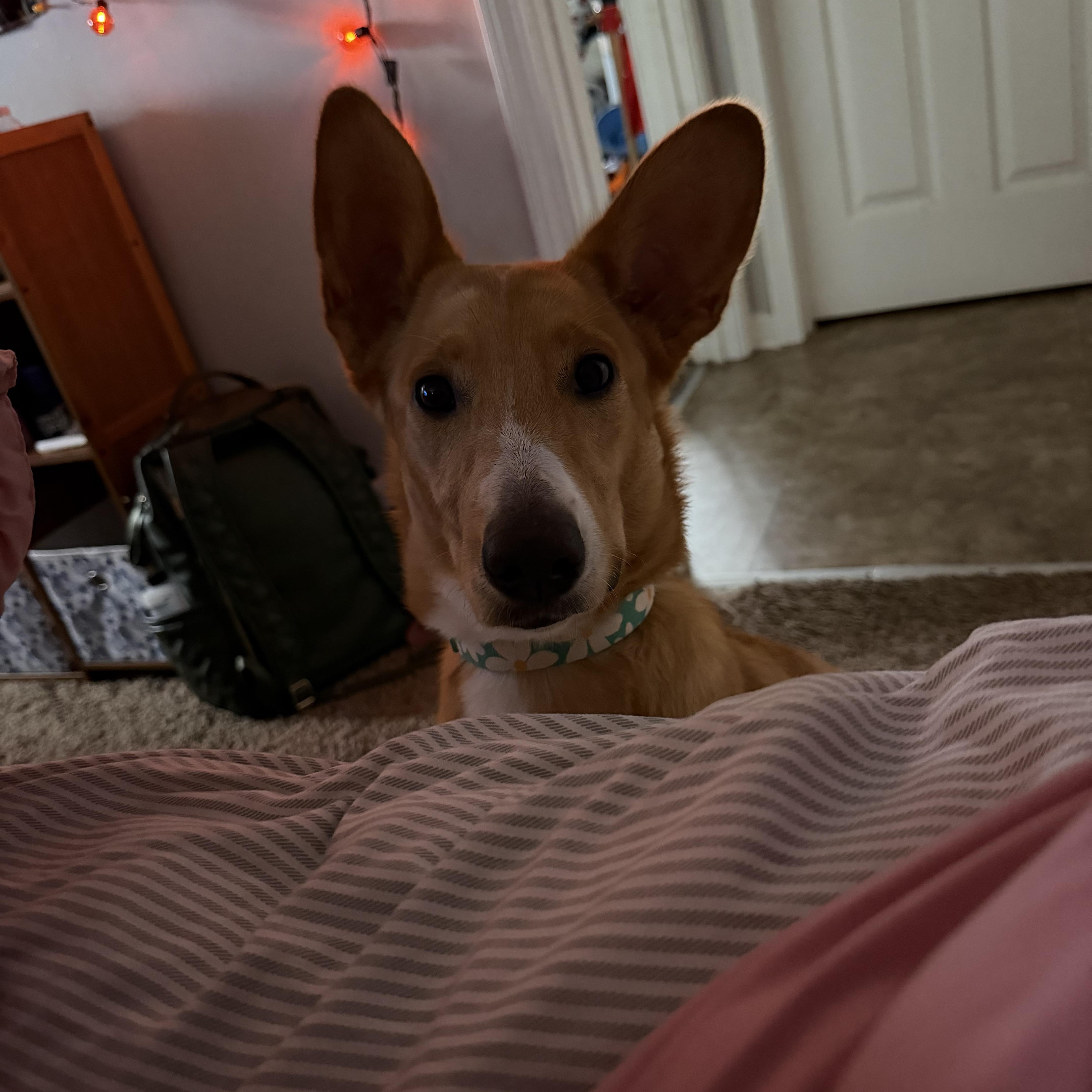Enlarge Sandy, a Adoptable mixed breed in Franklin, TN image 2/3
