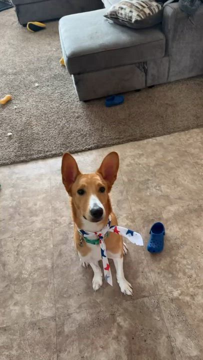 Enlarge Sandy, a Adoptable mixed breed in Franklin, TN video 3/3