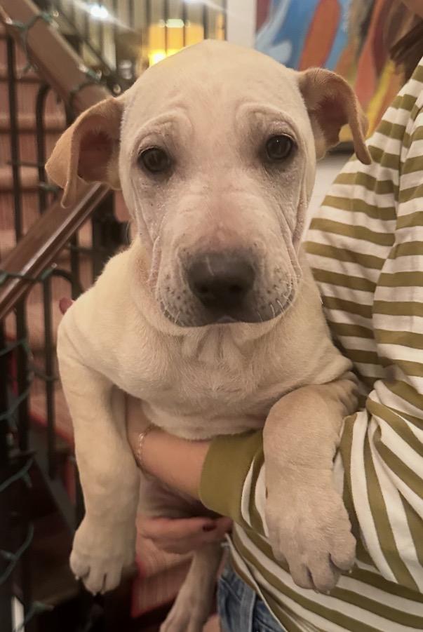 Pocahontas, a Adoptable mixed breed in Pasadena, CA image 1/5