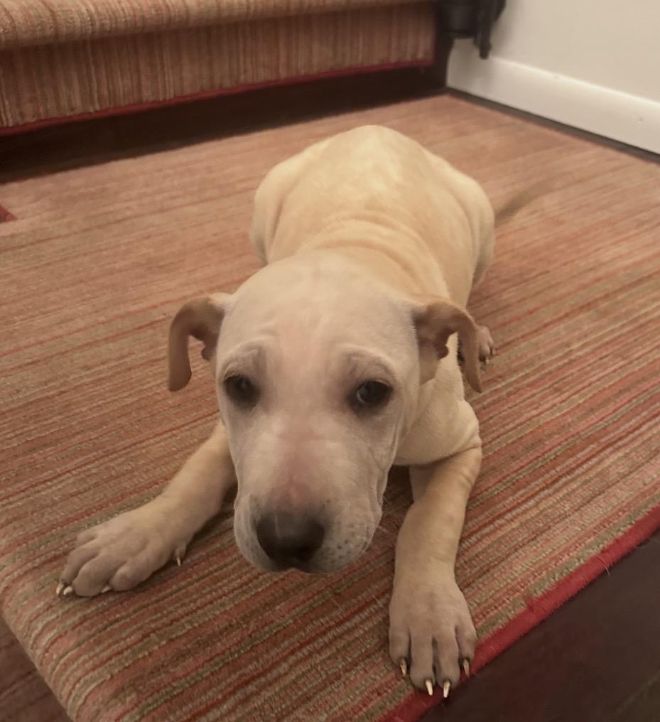 Pocahontas, a Adoptable mixed breed in Pasadena, CA image 5/5