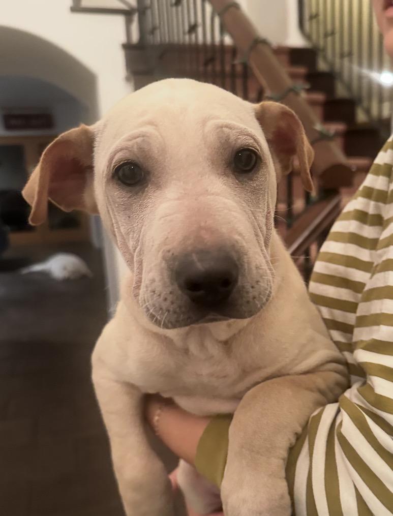 Pocahontas, a Adoptable mixed breed in Pasadena, CA image 3/5