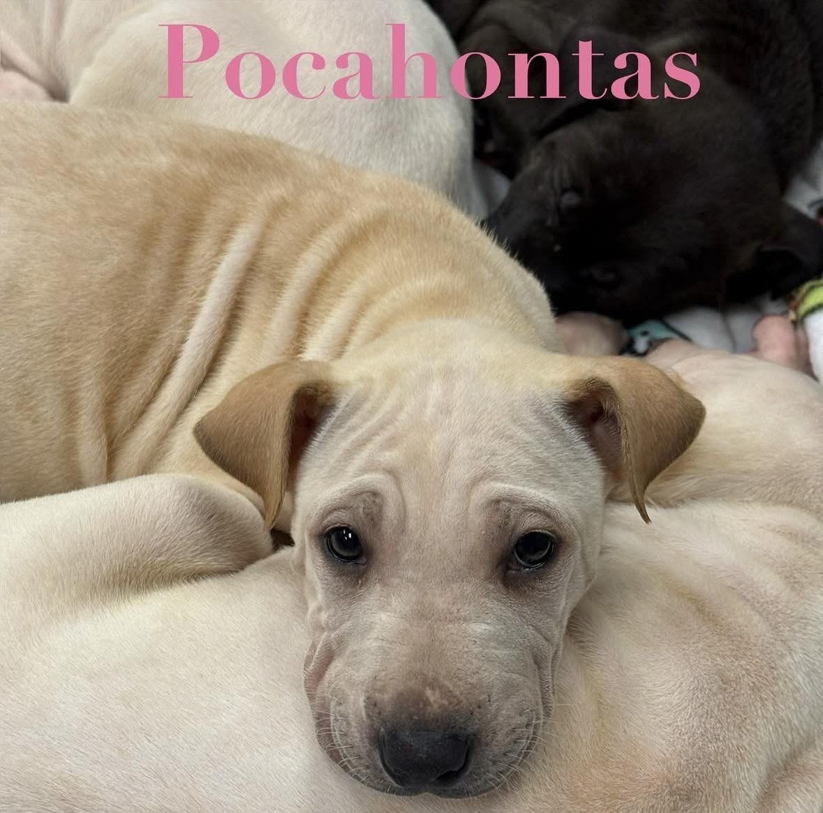 Pocahontas, a Adoptable mixed breed in Pasadena, CA image 2/5