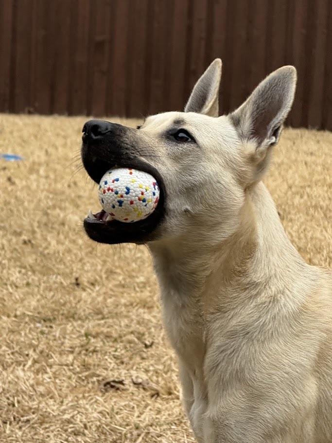 Enlarge Cinderella, a Adoptable mixed breed in Richardson, TX image 2/5