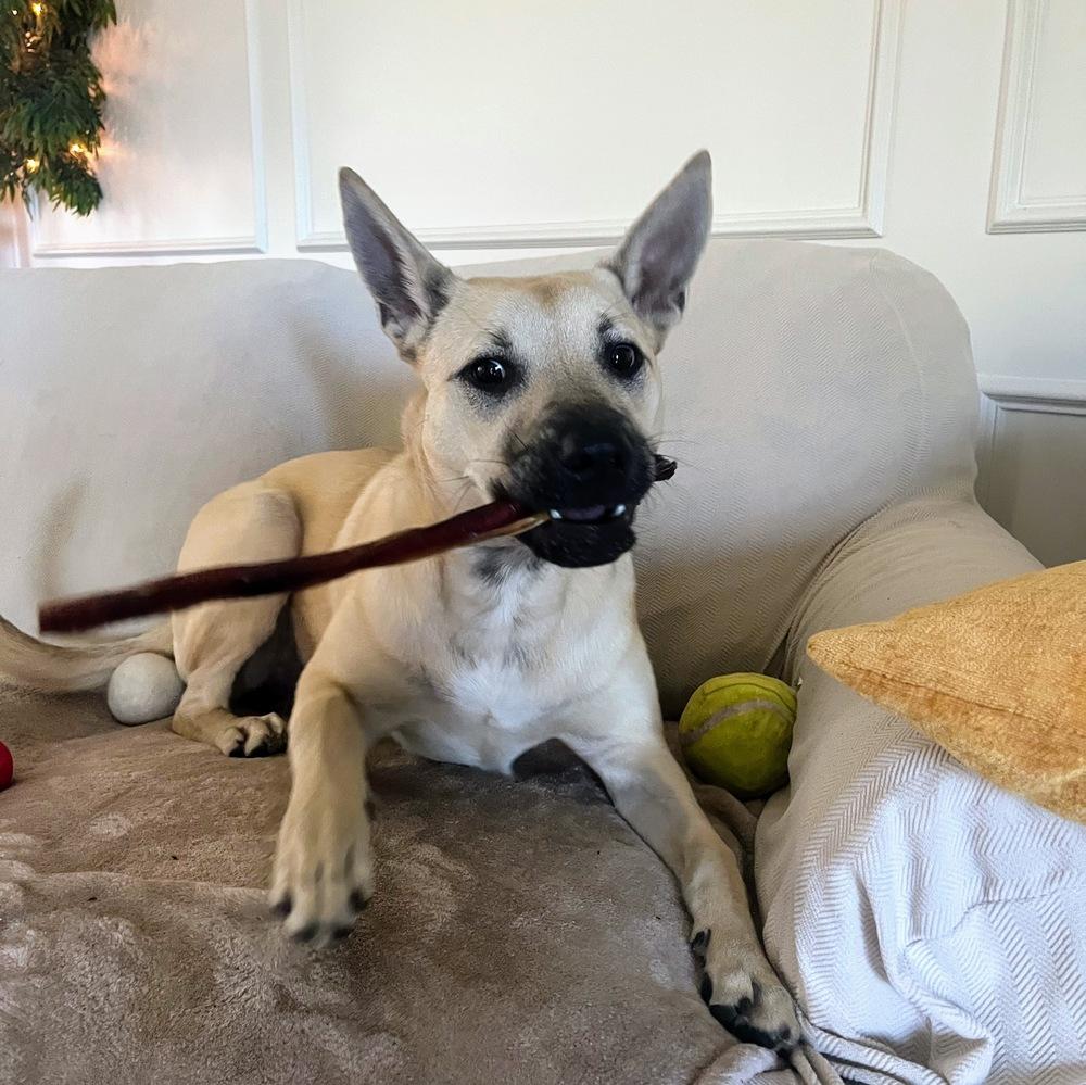 Enlarge Cinderella, a Adoptable mixed breed in Richardson, TX image 3/5