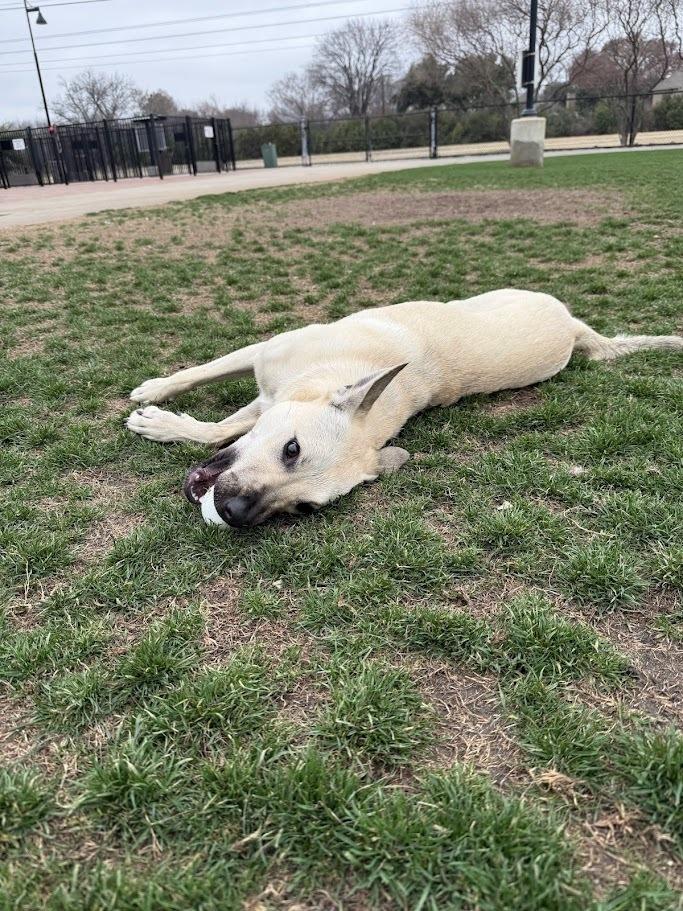 Enlarge Cinderella, a Adoptable mixed breed in Richardson, TX image 4/5
