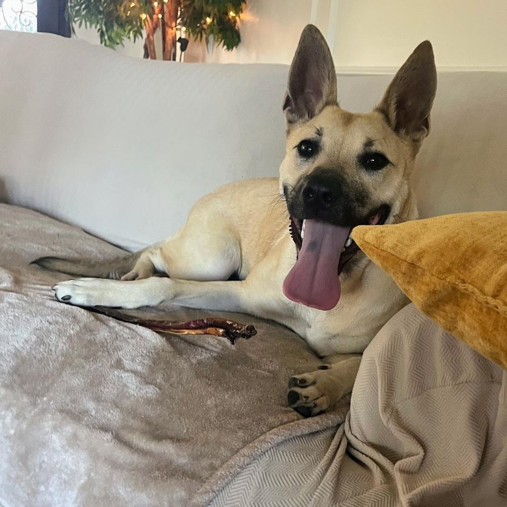 Enlarge Cinderella, a Adoptable mixed breed in Richardson, TX image 5/5