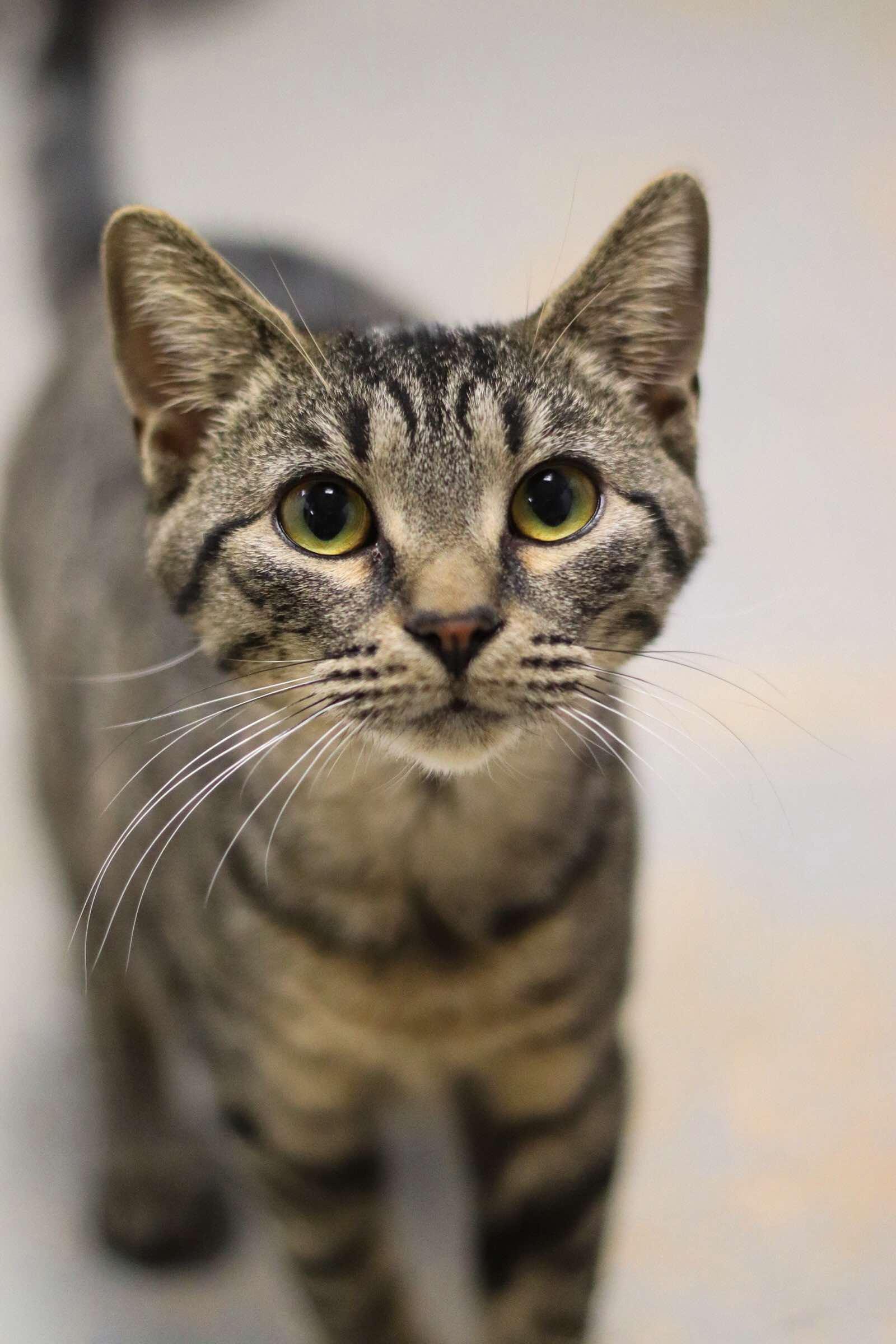 Bella, Adoptable, Young Female American Shorthair.