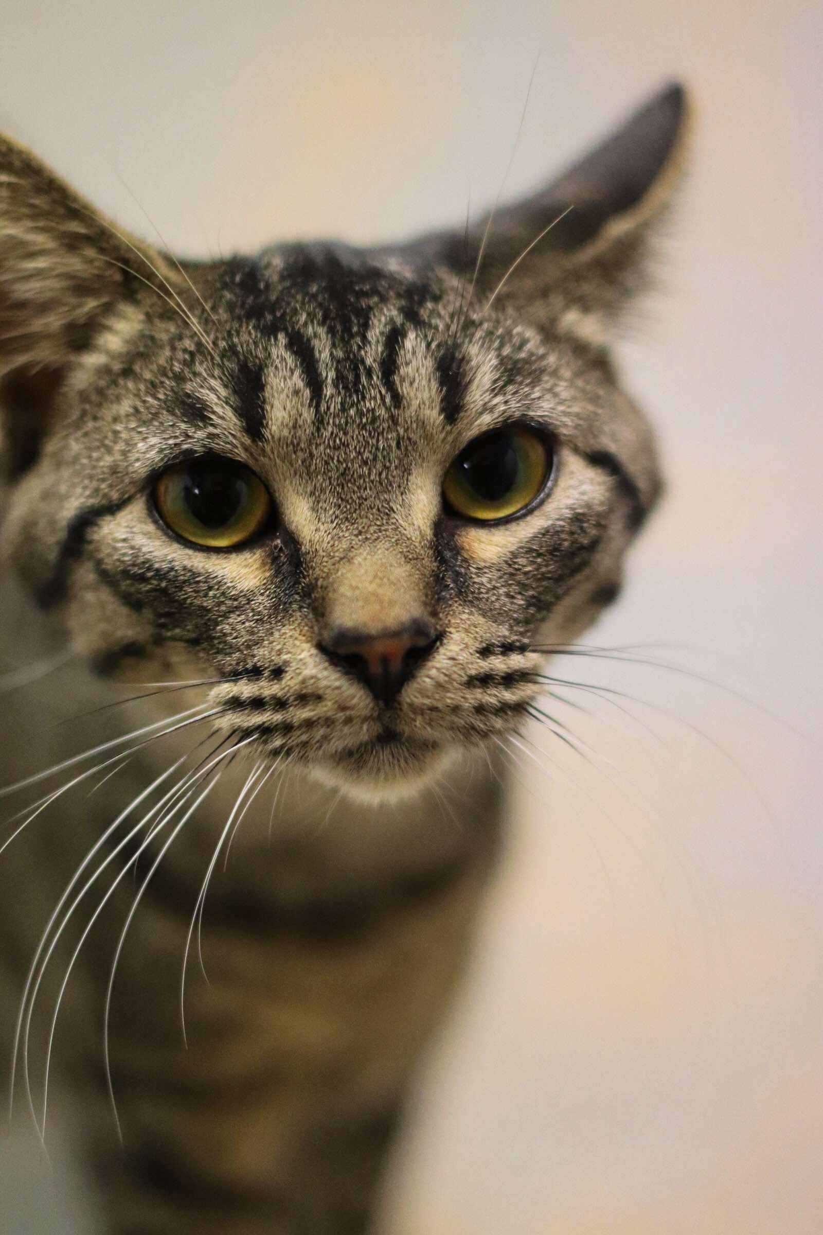 Bella, a Adoptable American Shorthair in Toledo, OH image 2/3