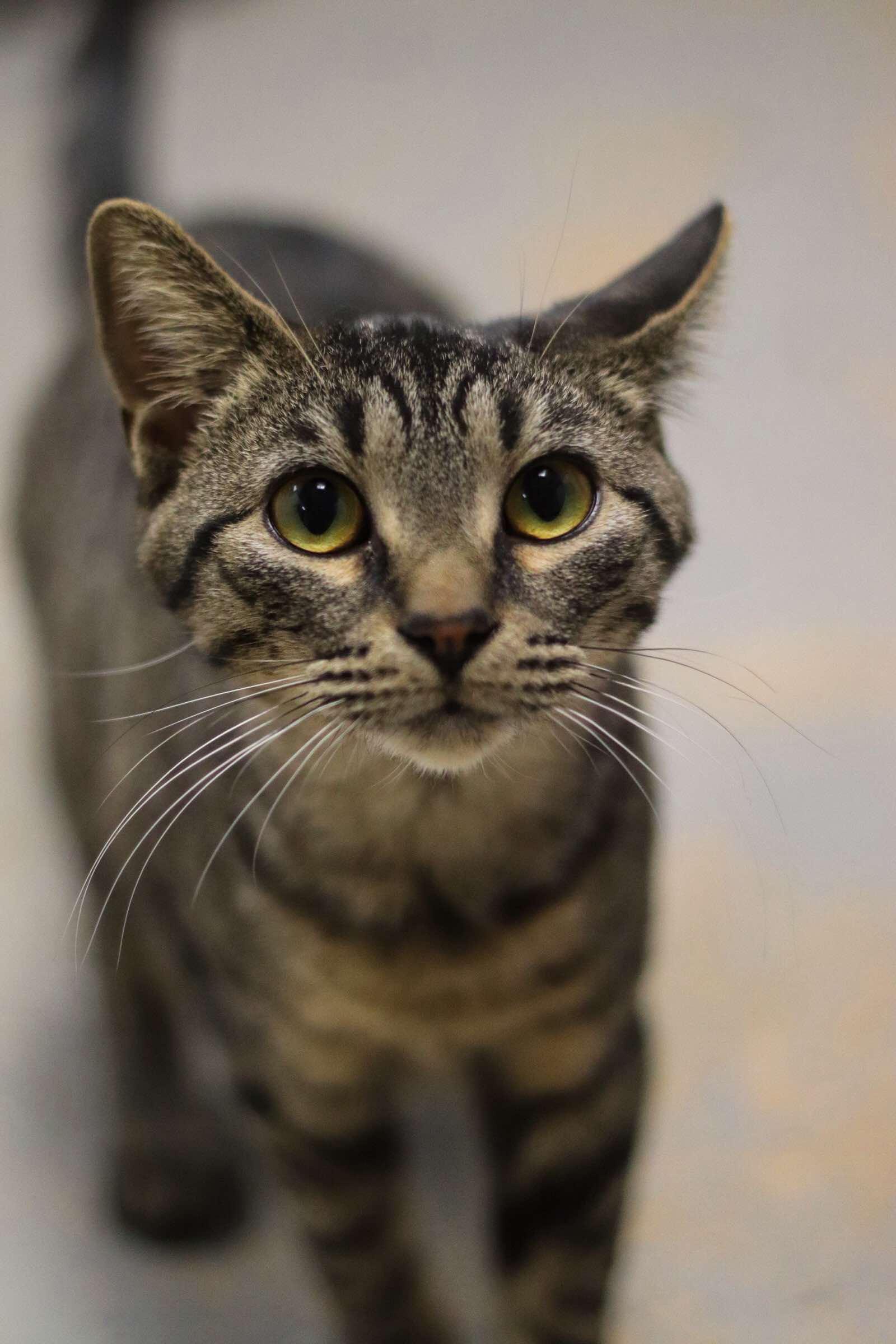 Bella, a Adoptable American Shorthair in Toledo, OH image 3/3