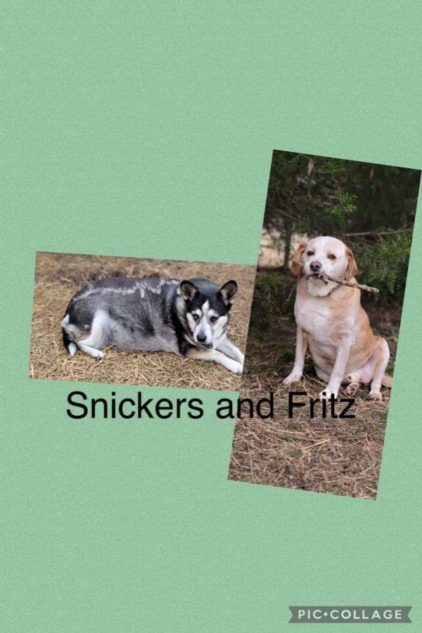 Snickers & Fritz, Adoptable, Senior Female Terrier.