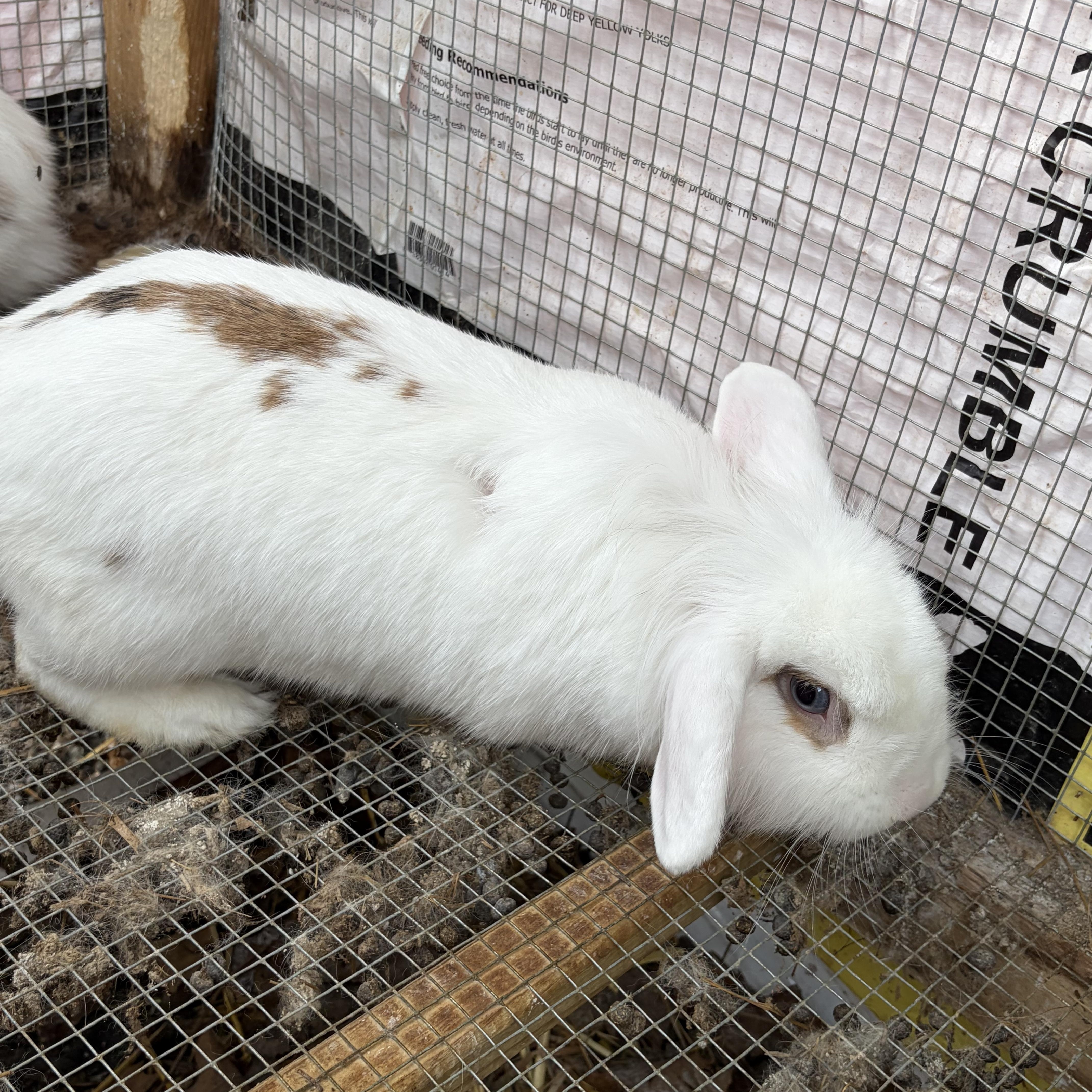 Butterscotch & Caramel Crunch (bonded mother & daughter), ADOPTABLE, Adult Female Mini Lop & English Spot.