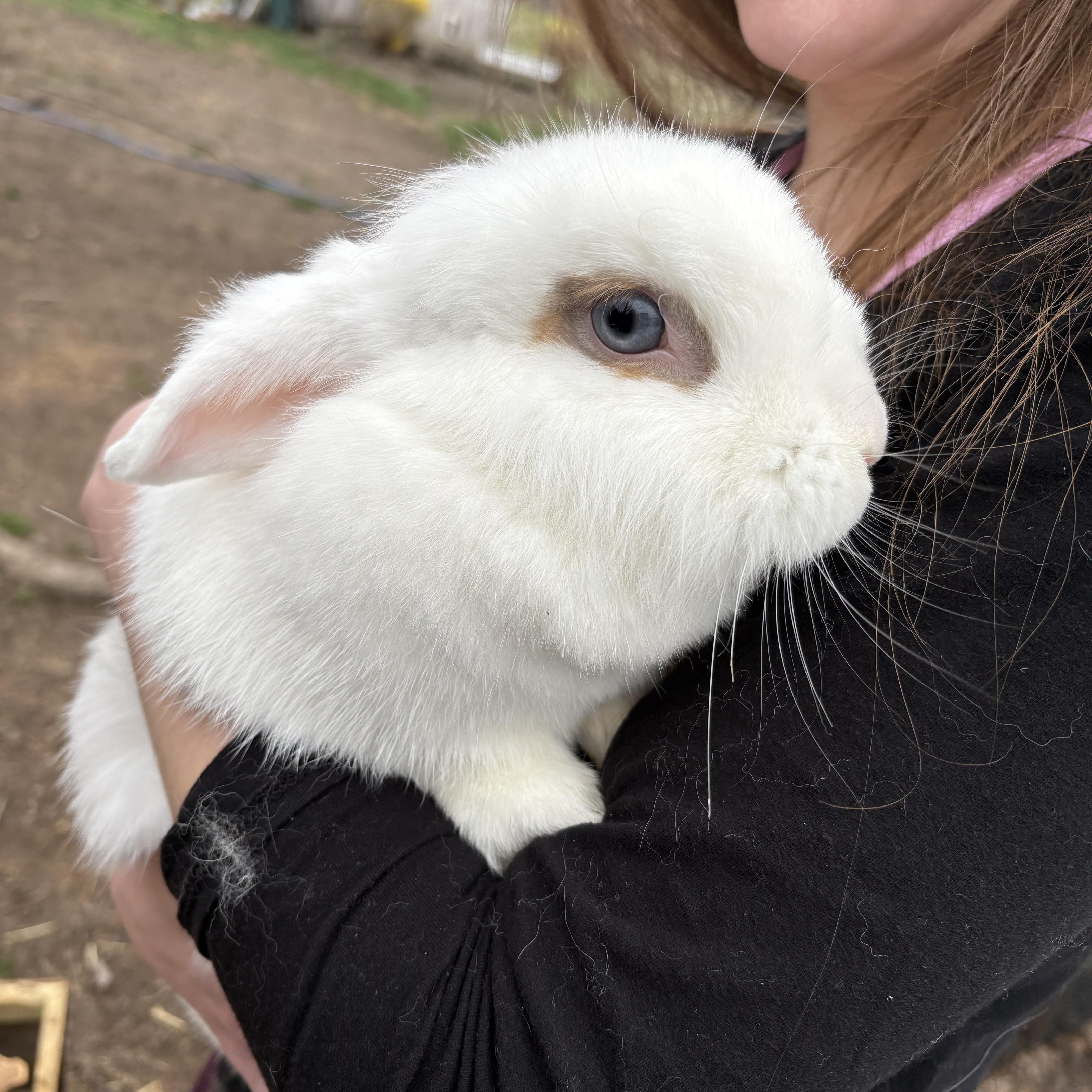 Enlarge Butterscotch & Caramel Crunch (bonded mother & daughter), a ADOPTABLE mixed breed in Birdsboro, PA image 3/3