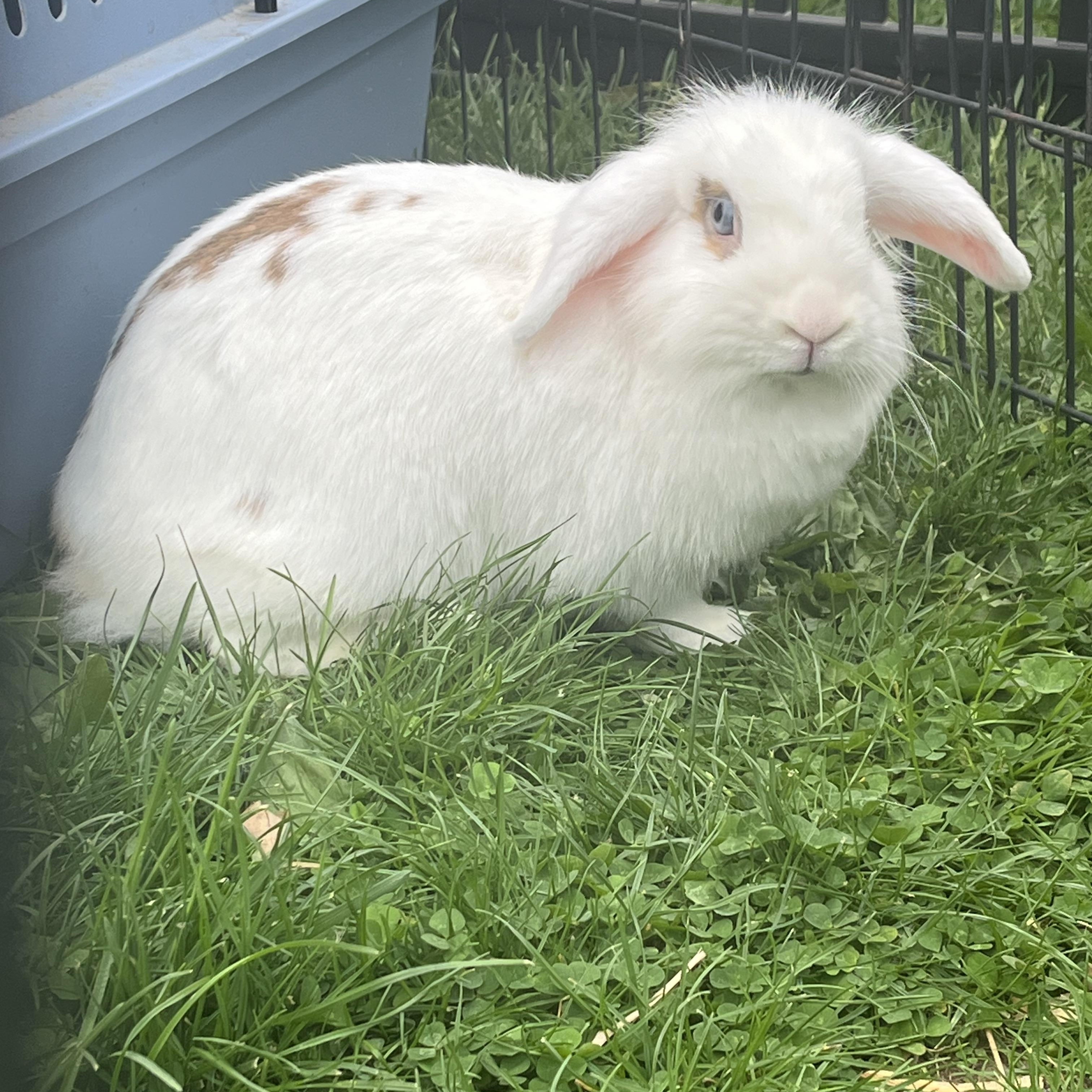 Butterscotch & Caramel Crunch (bonded mother & daughter), ADOPTABLE, Adult Female Mini Lop & English Spot.