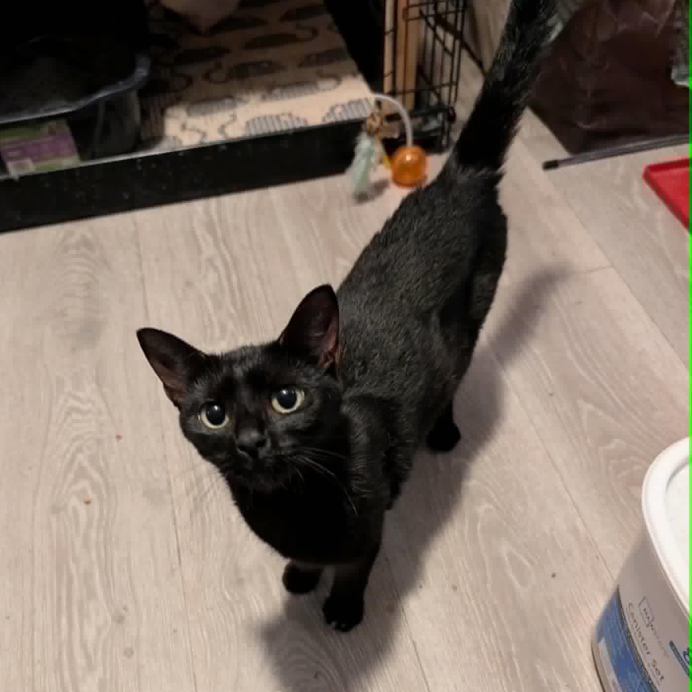 Truffle, adopted, Young Female Domestic Short Hair.