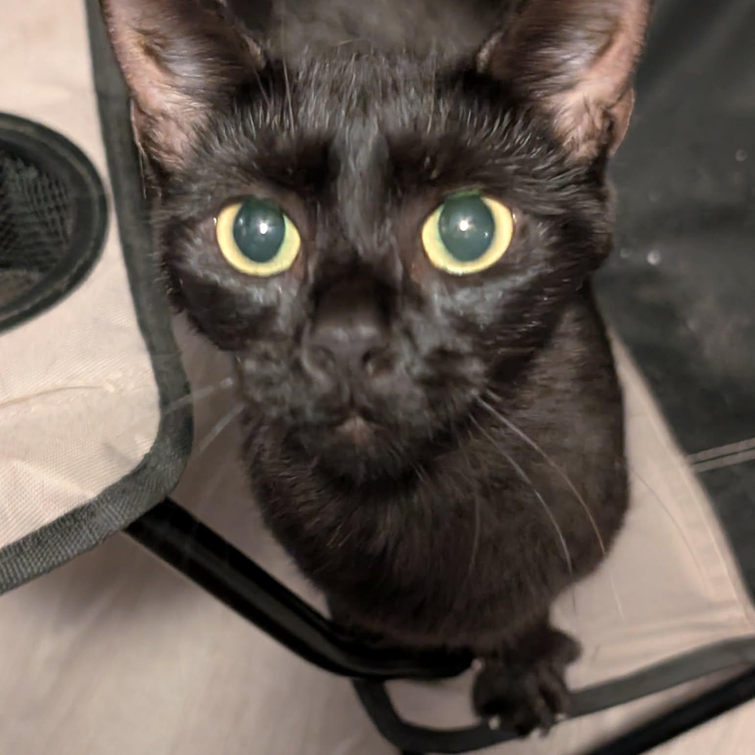 Enlarge Truffle, an adopted Domestic Short Hair in Bellmawr, NJ image 3/4