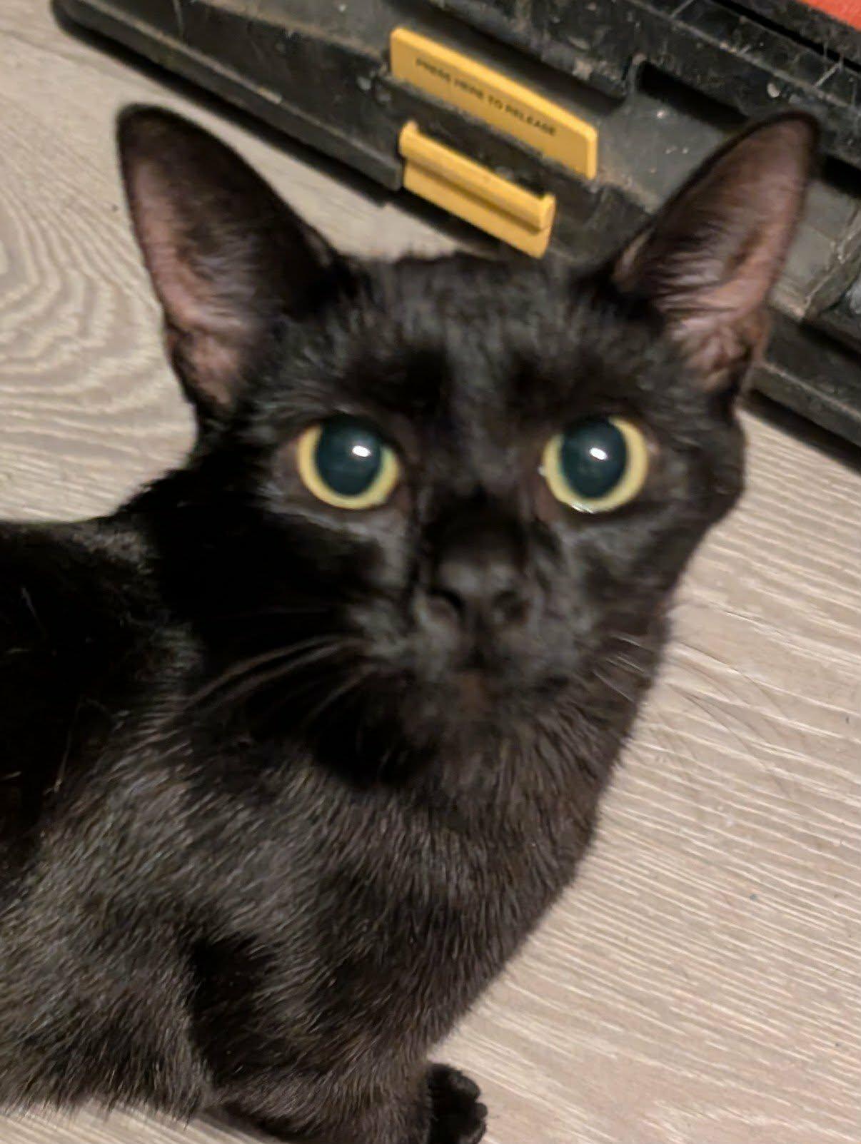Enlarge Truffle, an adopted Domestic Short Hair in Bellmawr, NJ image 2/4