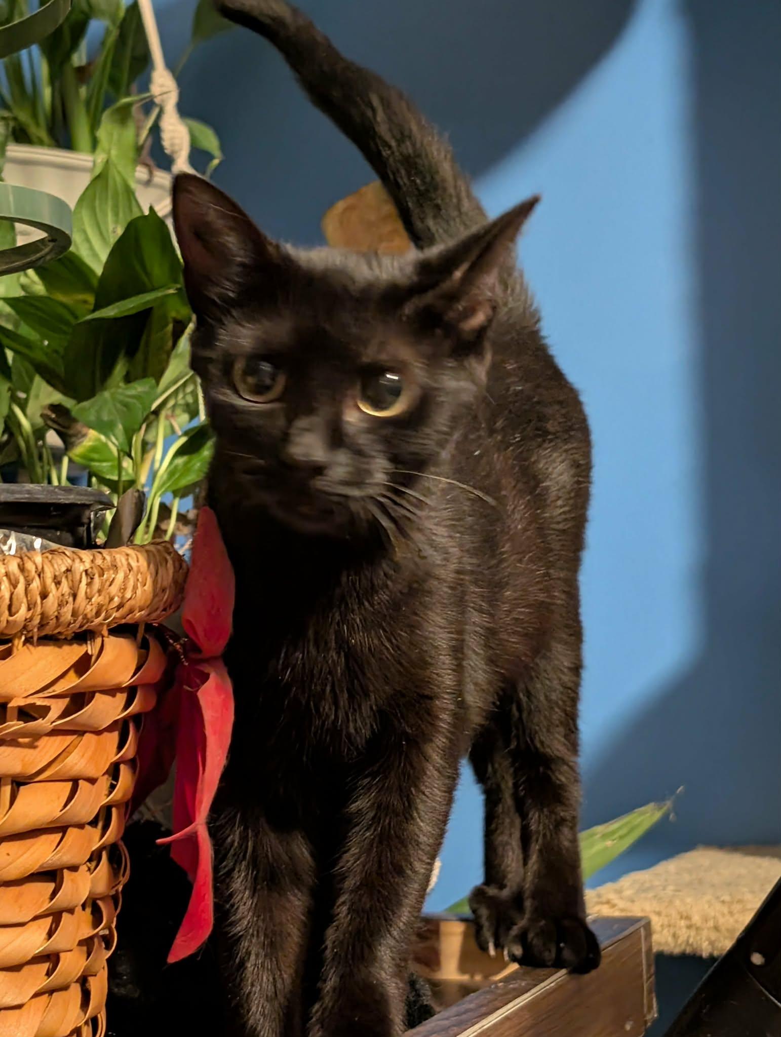Enlarge Truffle, an adopted Domestic Short Hair in Bellmawr, NJ image 4/4