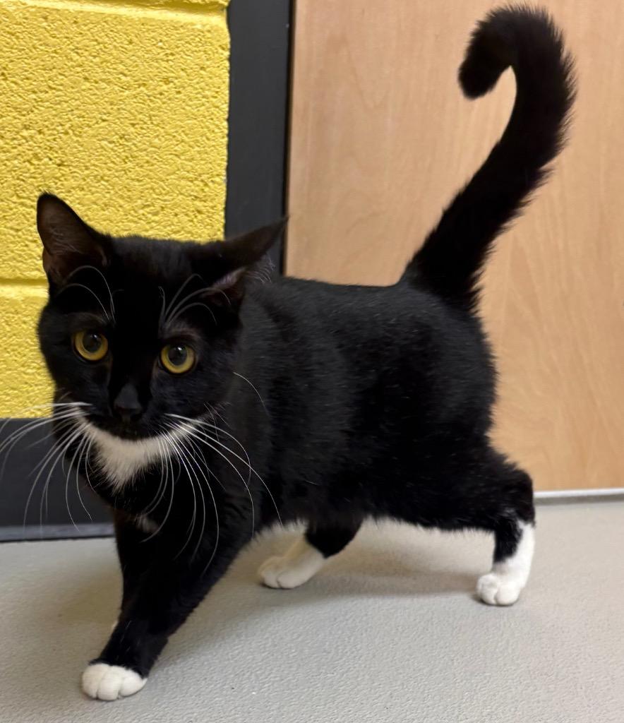 Enlarge Raspberry, a Adoptable mixed breed in Greeneville, TN image 1/2