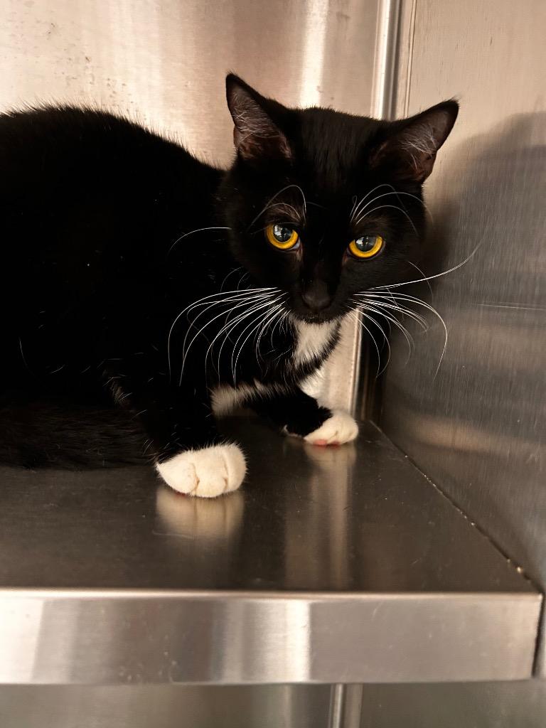 Enlarge Raspberry, a Adoptable mixed breed in Greeneville, TN image 2/2