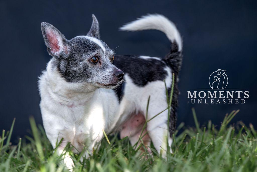 Ernie, a ADOPTABLE mixed breed in Myakka City, FL image 4/5