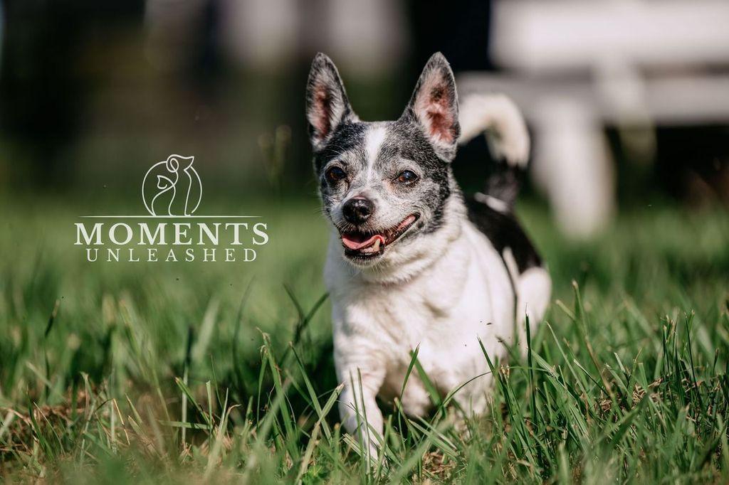 Ernie, a ADOPTABLE mixed breed in Myakka City, FL image 5/5