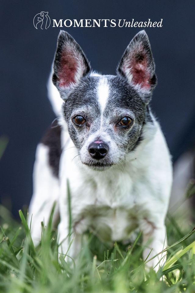 Ernie, a ADOPTABLE mixed breed in Myakka City, FL image 2/5