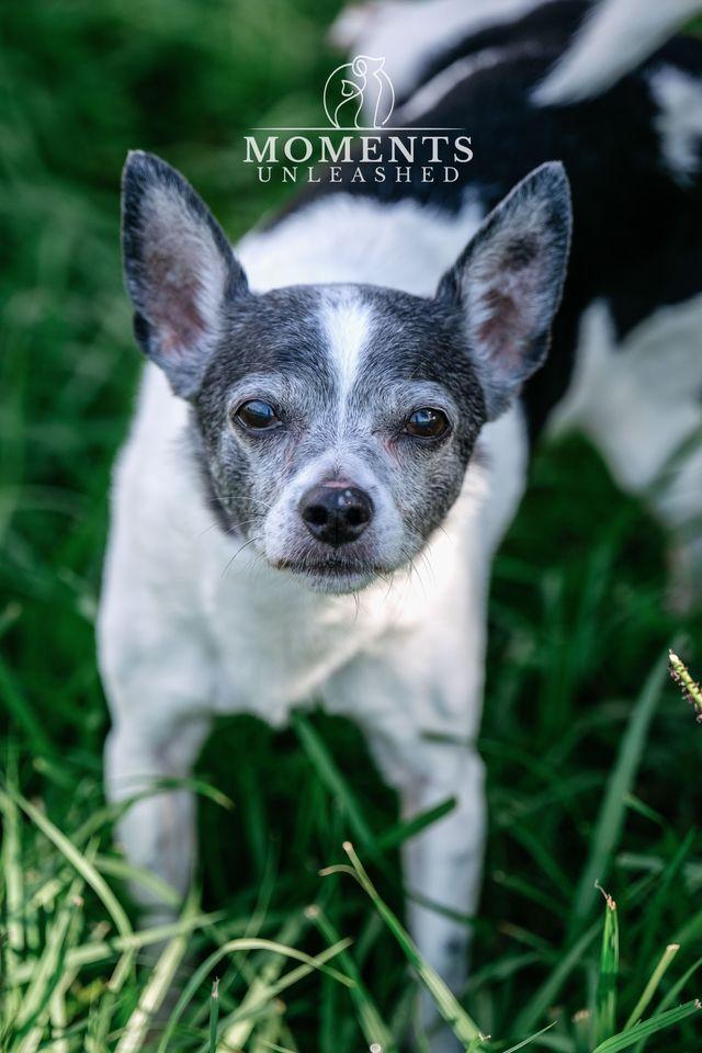 Ernie, a ADOPTABLE mixed breed in Myakka City, FL image 3/5