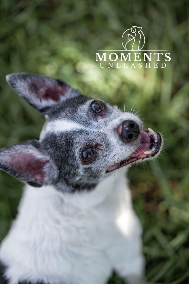 Ernie, ADOPTABLE, Senior Male Chihuahua.