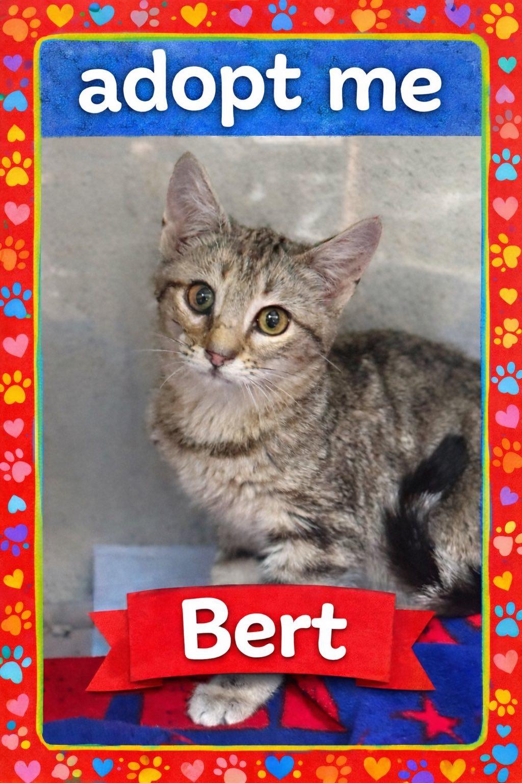 Enlarge Bert, a ADOPTABLE mixed breed in Bowie, TX image 1/1