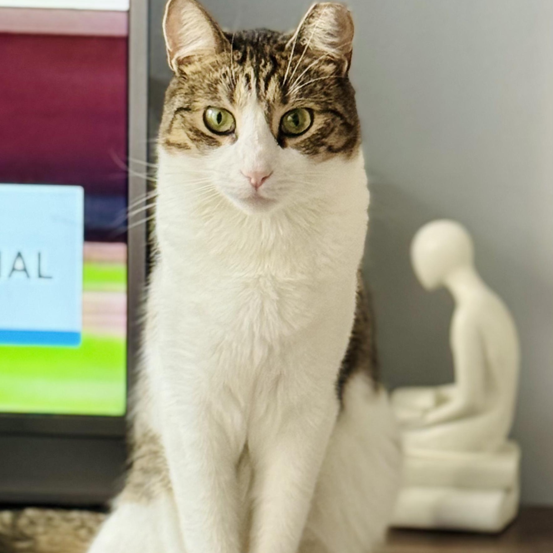 Enlarge Gentle Soul, Playful Spirit – Meet Tippi, a Adoptable Domestic Short Hair in Danbury, CT image 5/6