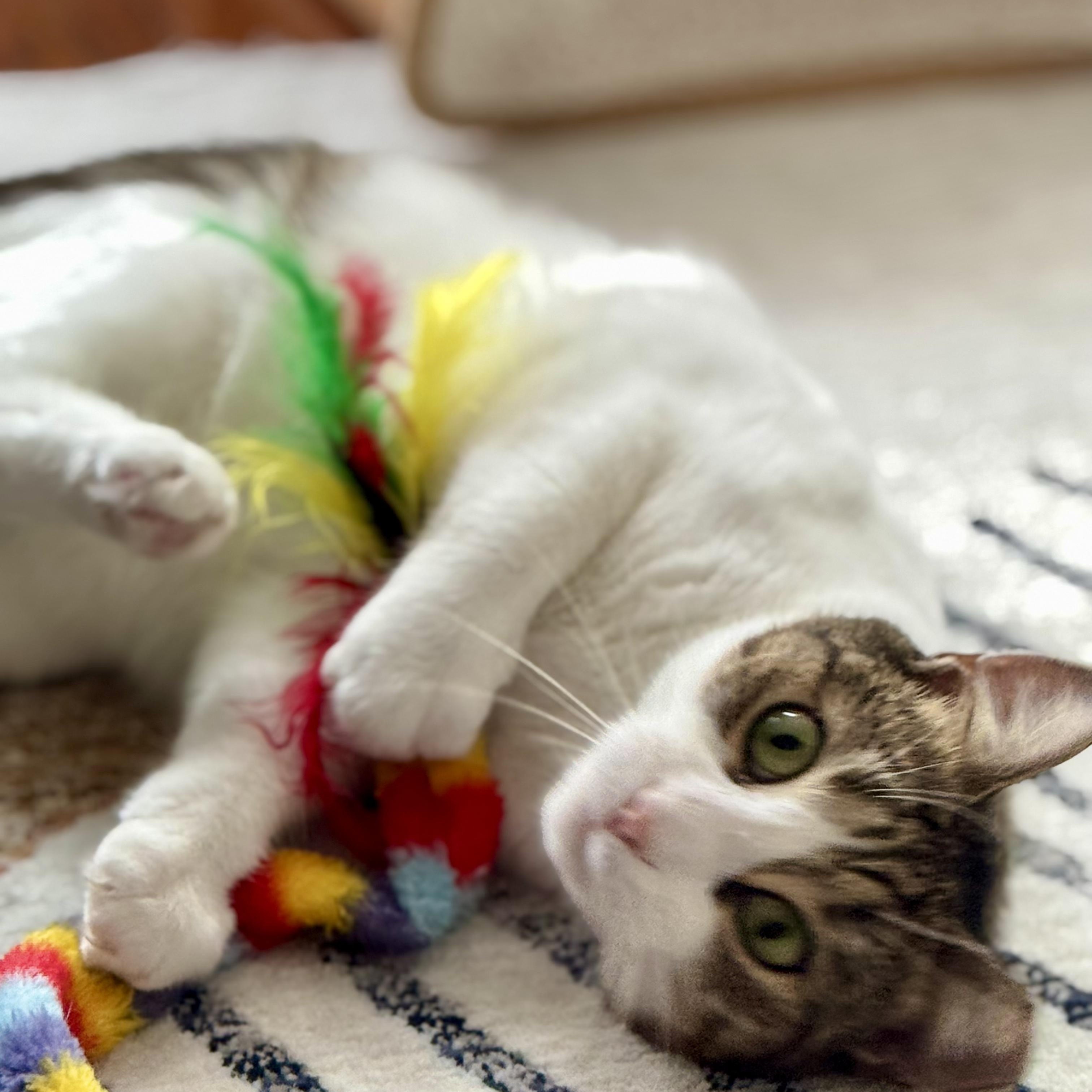 Enlarge Gentle Soul, Playful Spirit – Meet Tippi, a Adoptable Domestic Short Hair in Danbury, CT image 3/6