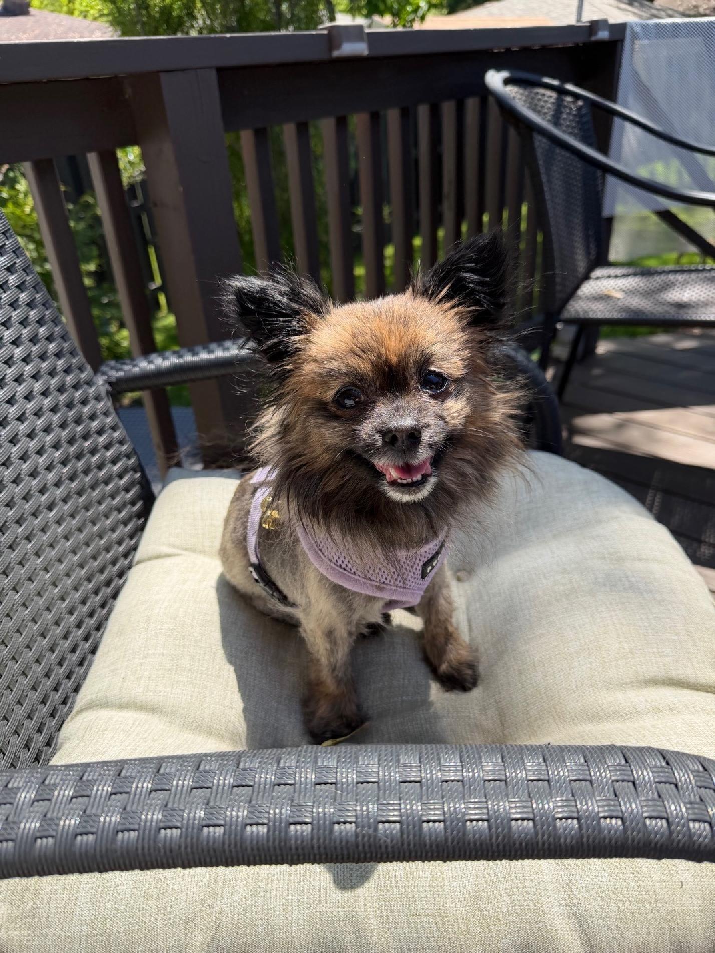 Enlarge Miracle, a ADOPTABLE Pomeranian in Wadsworth, OH image 4/4