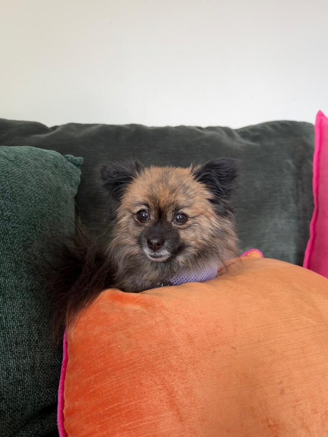 Enlarge Miracle, a ADOPTABLE Pomeranian in Wadsworth, OH image 3/4