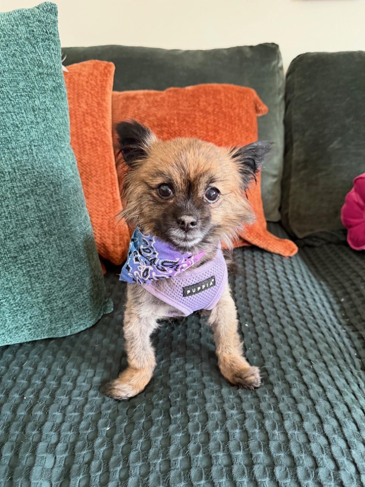 Enlarge Miracle, a ADOPTABLE Pomeranian in Wadsworth, OH image 2/4