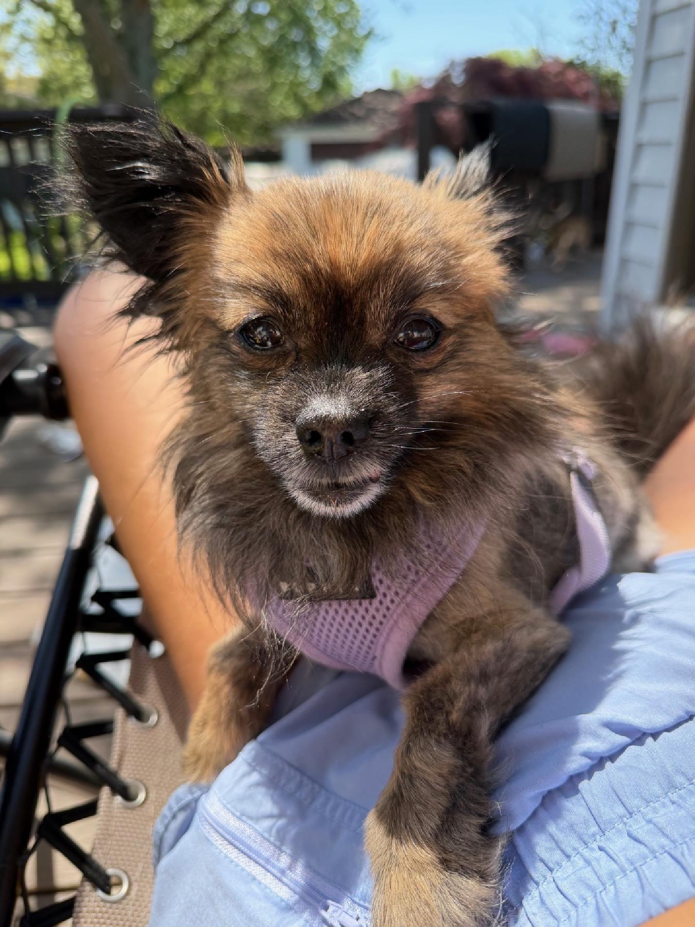 Miracle, ADOPTABLE, Senior Female Pomeranian.