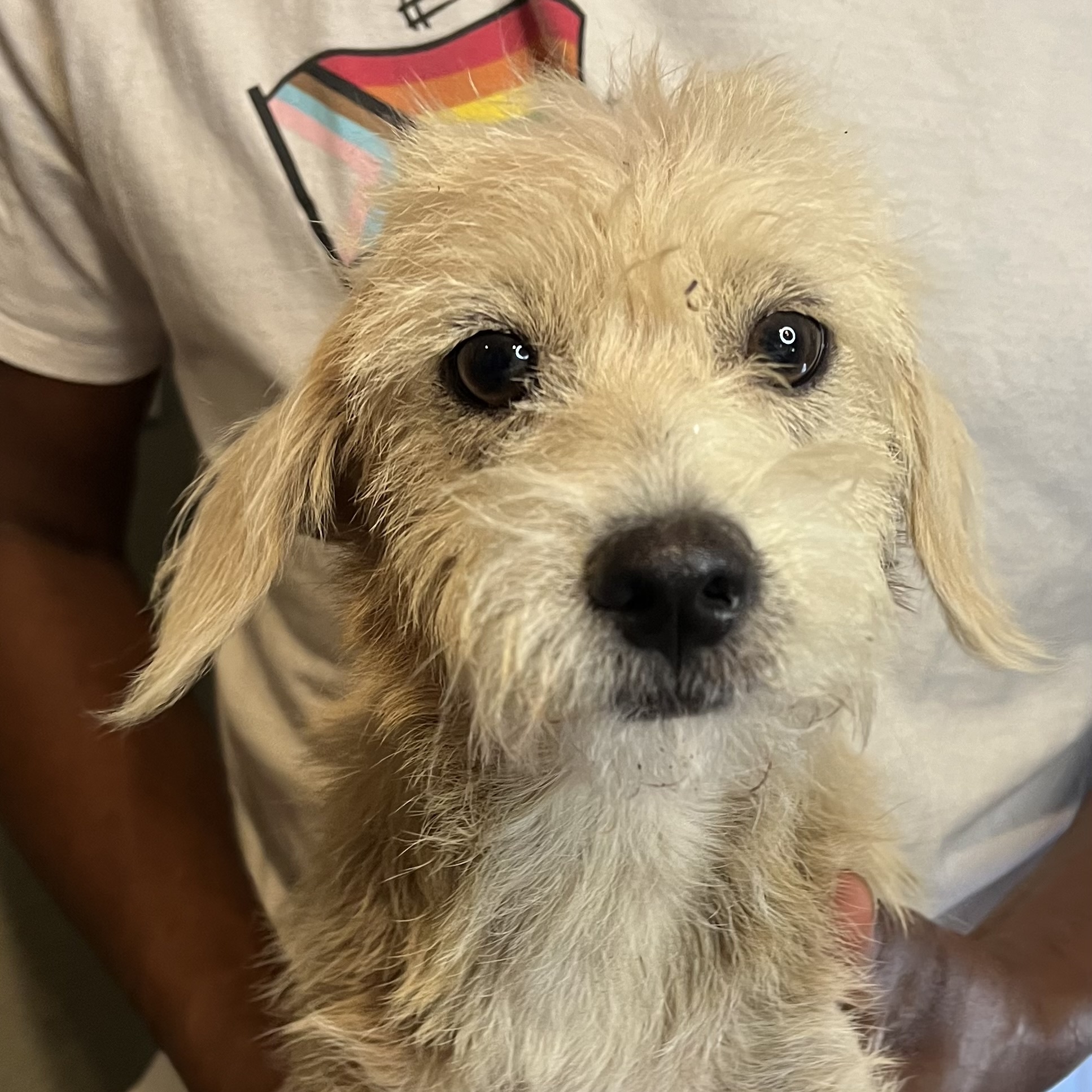 Dog for adoption Balto/Sam Local Nov 13, a West Highland White