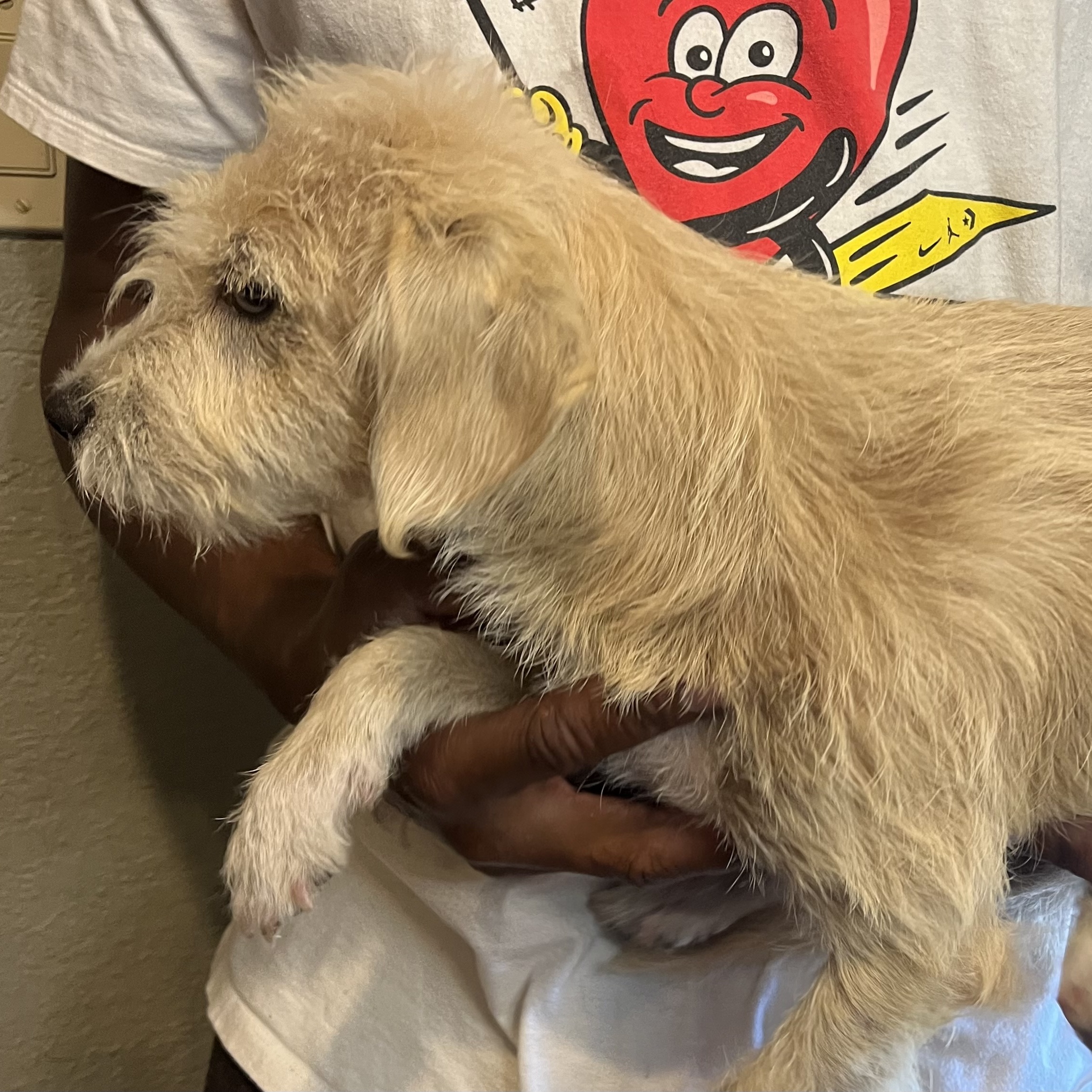 Dog for adoption Balto/Sam Local Nov 13, a West Highland White