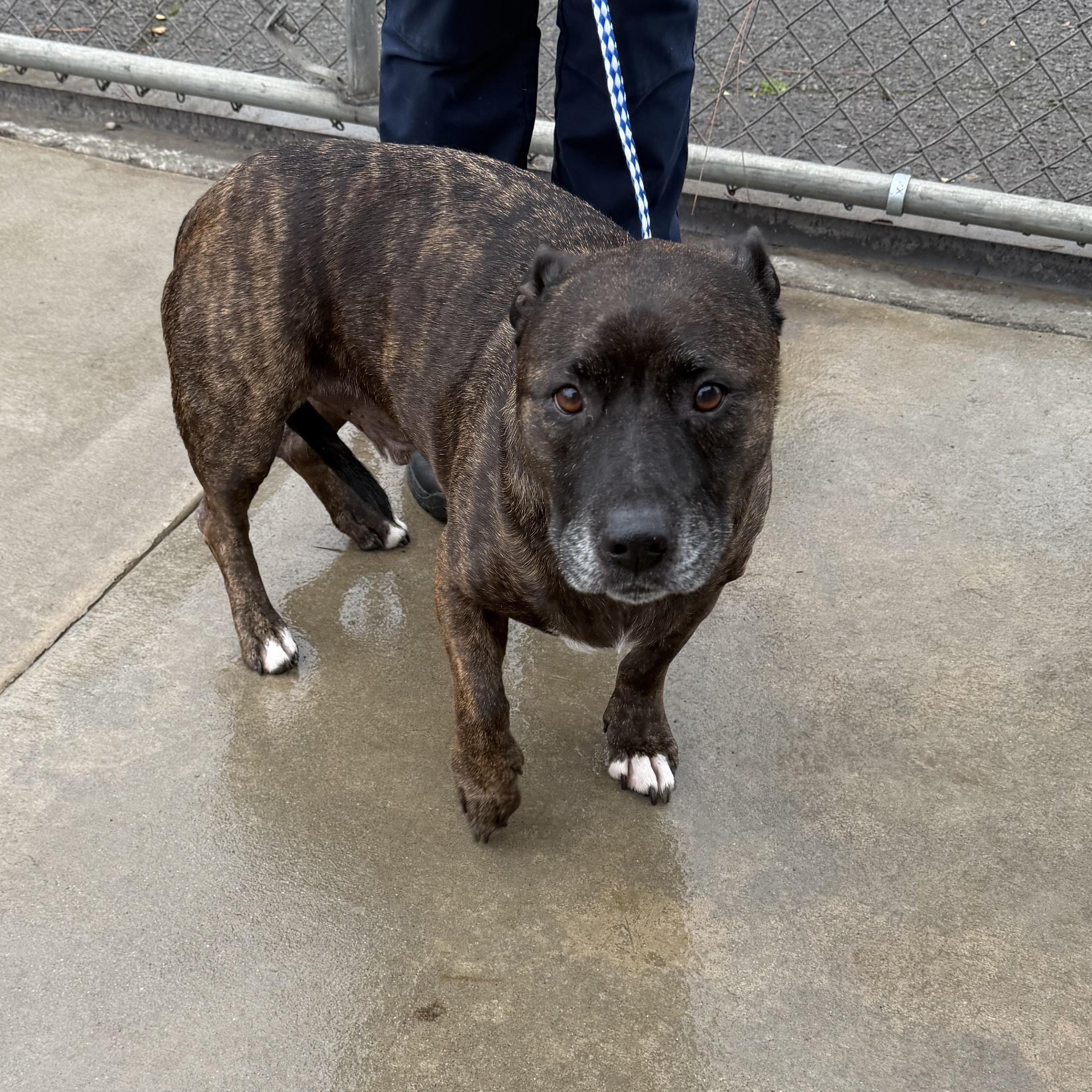 Enlarge Ralph, a ADOPTABLE mixed breed in Oakdale, CA image 1/1