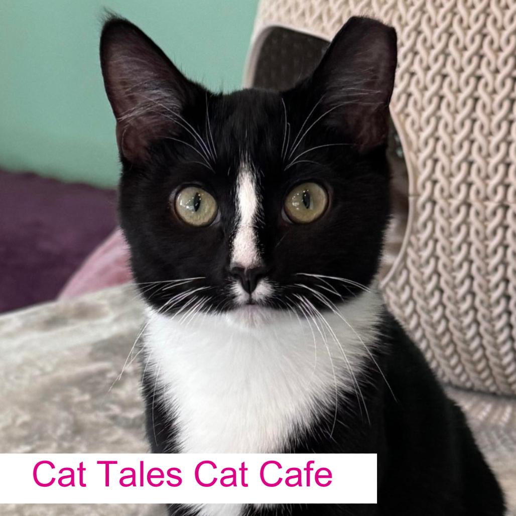 Eddie, Adoptable, Kitten Male Domestic Short Hair.