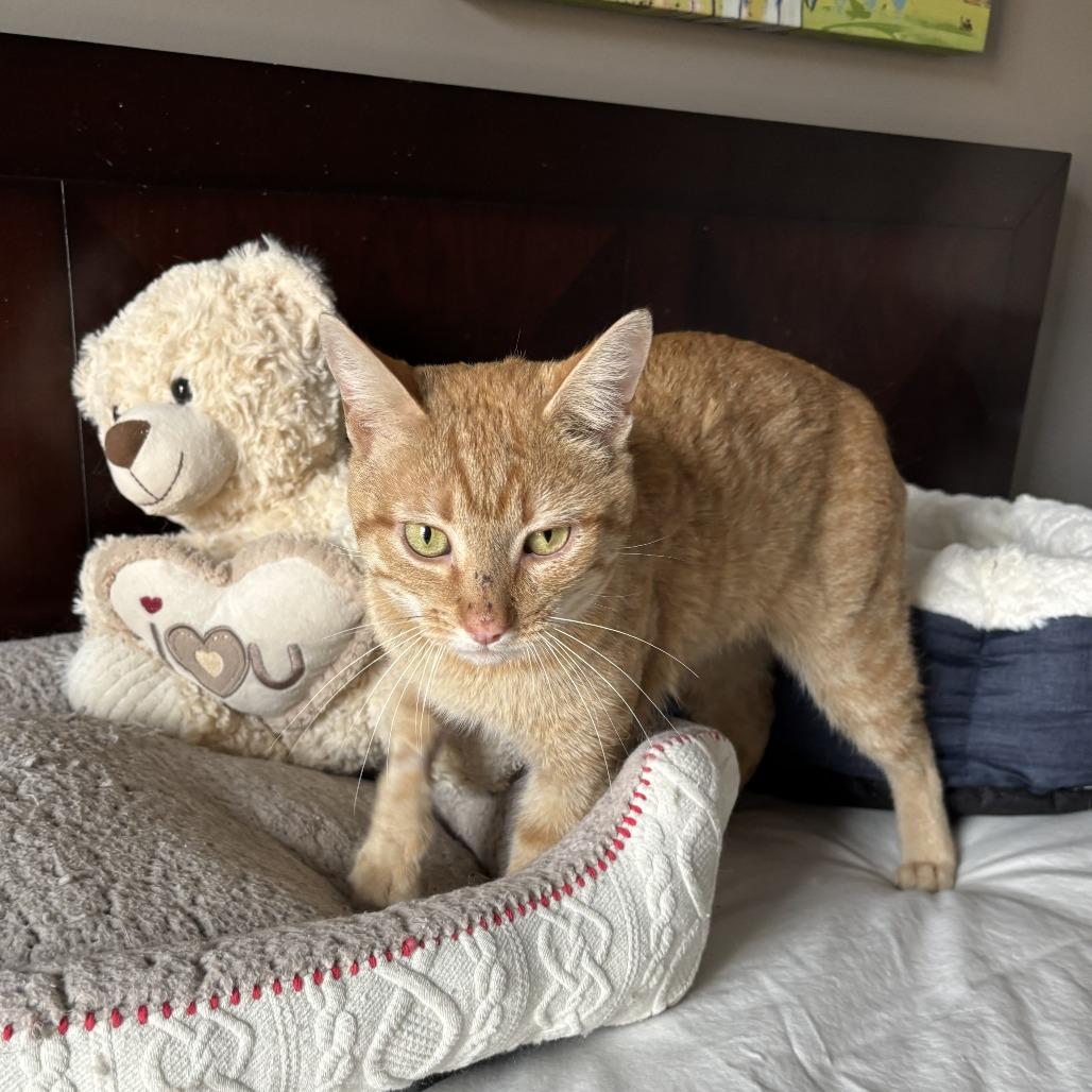 Pancake — thumbnail 2