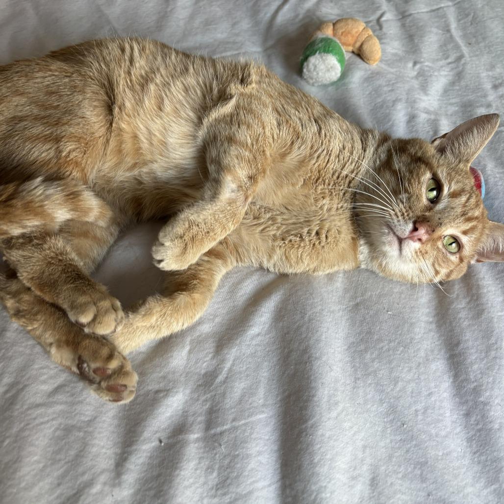 Pancake — thumbnail 3