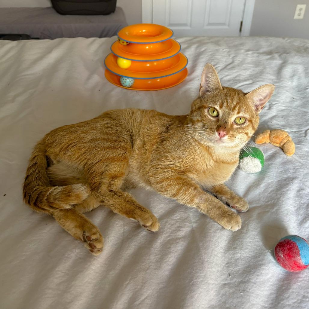 Pancake — thumbnail 4