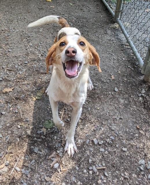 MAREN, Adoptable, Young Female Coonhound & Treeing Walker Coonhound.