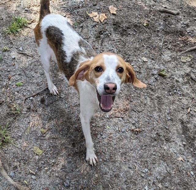 MAREN, a Adoptable mixed breed in Heathsville, VA image 2/5