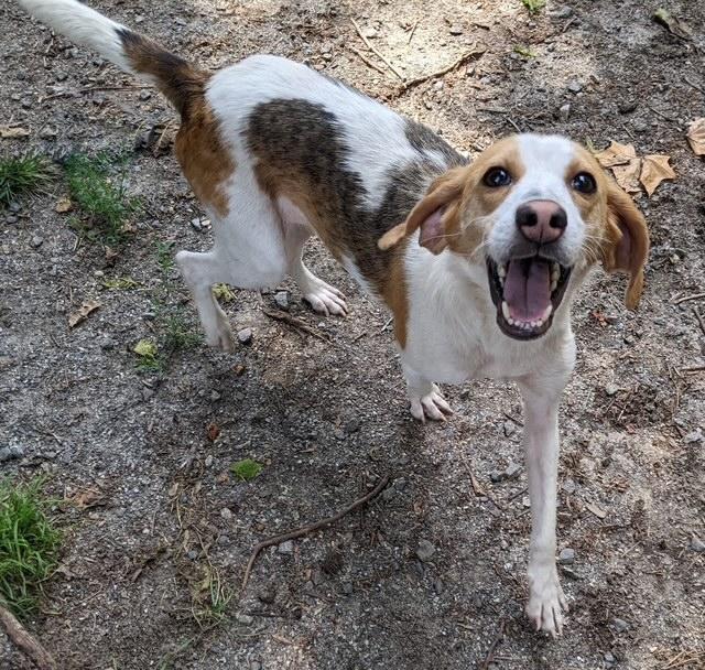 MAREN, a Adoptable mixed breed in Heathsville, VA image 3/5