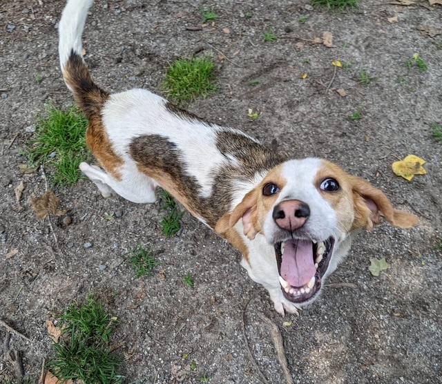 MAREN, a Adoptable mixed breed in Heathsville, VA image 4/5